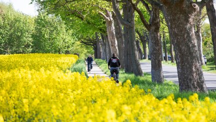 Radfahrer auf einem von Bäumen gesäumten Weg neben einem blühenden Rapsfeld.