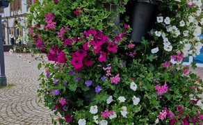 Das Bild zeigt einen bunten Blumenpod in der Innenstadt von Peine. 