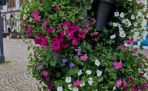Detailaufnahme farbenfroher Blumenpods mit üppig blühenden Sommerpflanzen in der Peiner Innenstadt, die Aufenthaltsqualität und Stadtgrün sichtbar machen.