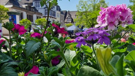Das Bild zeigt eine Nahaufnahme der Blumen aus der Aktion Peine blüht auf. 