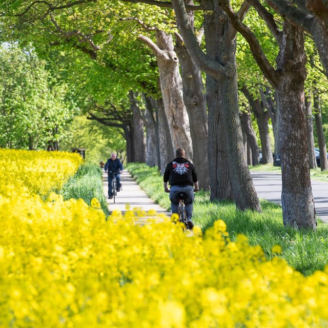 Radfahrer fahren auf einem von Bäumen gesäumten Weg durch eine gelb blühende Landschaft bei Peine.