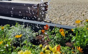 Wassertropfen fallen auf frisch bepflanzte Blumenbeete der StadtOase auf dem Peiner Marktplatz. Zwischen gelben und orangefarbenen Blüten sind die neuen Pflanzen und dunkle Blumenerde zu sehen.