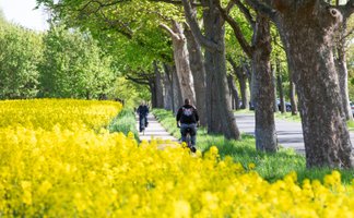 Radfahrer fahren auf einem von Bäumen gesäumten Weg durch eine gelb blühende Landschaft bei Peine.
