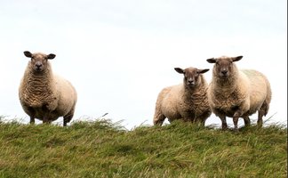 Drei Schafe stehen auf einer grünen Wiese im Ökogarten in Peine und blicken in die Kamera.