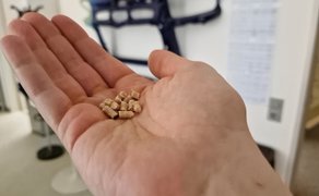 Auf einer Handfläche sind kleine braune Pellets zu sehen.