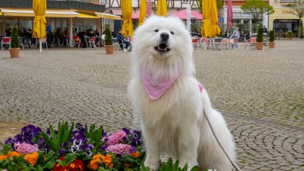 Das Bild zeigt einen weißen Hund, der sich auf dem Historischen Marktplatz in Peine befindet. 