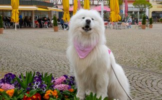 Hund als Sympathieträger im Stadtmarketing auf dem Peiner Marktplatz mit Blumenbeet, Außengastronomie und lebendiger Innenstadtatmosphäre