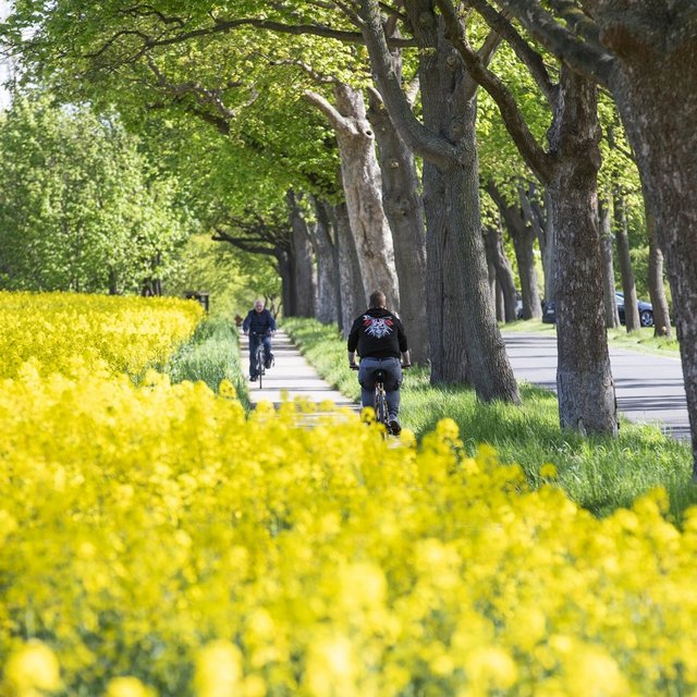 Zwei Personen fahren mit dem Fahrrad auf einem schmalen Weg entlang einer Allee mit hohen Bäumen. Links erstreckt sich ein leuchtend gelbes Rapsfeld, rechts verläuft eine Straße. Die Szene zeigt eine sonnige, grüne Landschaft und vermittelt Bewegung sowie Naturerlebnis während einer Radtour.