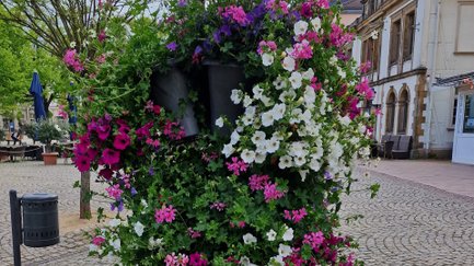 Das Bild zeigt bühende Blumen in Blumentowern auf dem Historischen Marktplatz in Peine. 