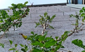 Blick nach oben an einer Hauswand mit Kletterpflanzen und Metallstangen zur Befestigung der Triebe.