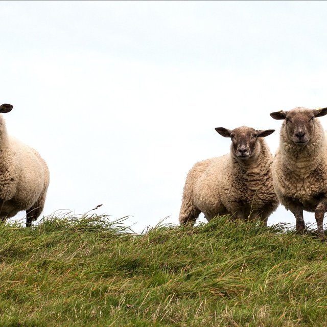 Drei Schafe stehen auf einer grünen Wiese im Ökogarten in Peine und blicken in die Kamera.