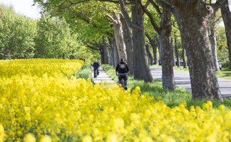 Zwei Personen fahren mit dem Fahrrad auf einem schmalen Weg entlang einer Allee mit hohen Bäumen. Links erstreckt sich ein leuchtend gelbes Rapsfeld, rechts verläuft eine Straße. Die Szene zeigt eine sonnige, grüne Landschaft und vermittelt Bewegung sowie Naturerlebnis während einer Radtour.