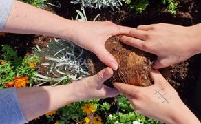 Mehrere Hände setzen gemeinsam eine Pflanze in das frisch bepflanzte Blumenbeet der StadtOase auf dem Peiner Marktplatz. Zwischen Lavendel und bunten Blüten ist dunkle Blumenerde zu sehen.