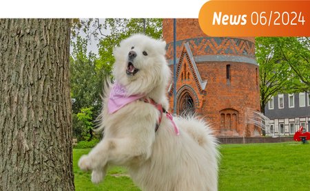 Das Bild zeigt einen Hund, der an einem Baumstamm hochspringt. 
