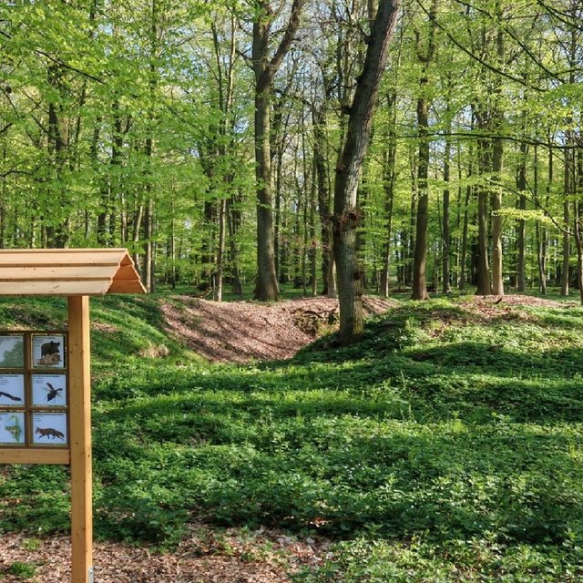 Informationsstation des Heimatkulturpfads Schmedenstedt in einem grünen Laubwald. Die hölzerne Schautafel zeigt heimische Tiere und Pflanzen, umgeben von dichtem Frühlingsgrün und hohen Bäumen im Südholz.