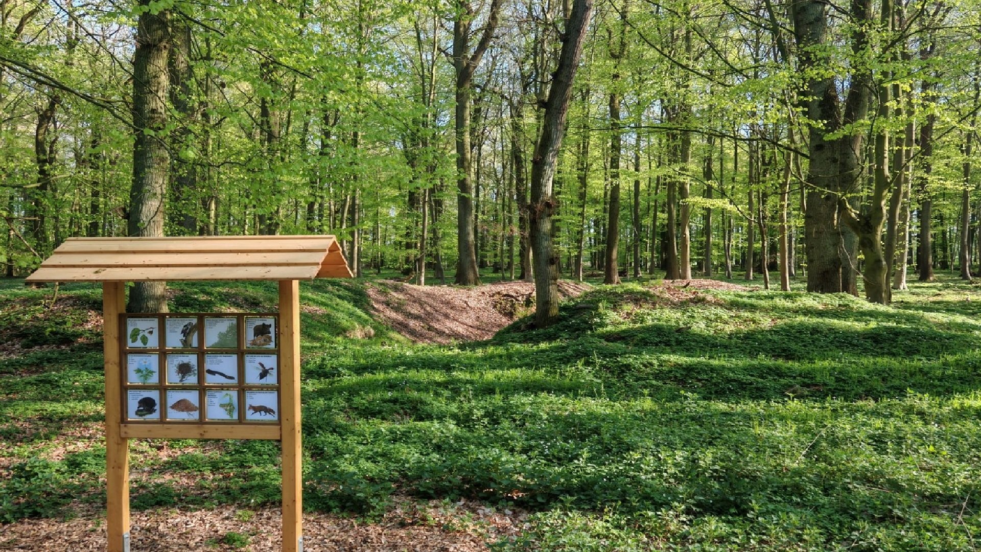 Informationsstation des Heimatkulturpfads Schmedenstedt in einem grünen Laubwald. Die hölzerne Schautafel zeigt heimische Tiere und Pflanzen, umgeben von dichtem Frühlingsgrün und hohen Bäumen im Südholz.
