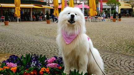 Weißer Hund mit Halstuch sitzt auf dem Marktplatz in Peine vor Blumenbeet und Caféterrassen in der Innenstadt.