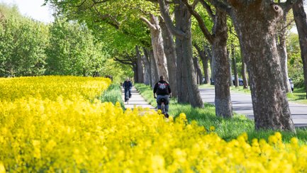 Radfahrer auf einem von Bäumen gesäumten Weg neben einem blühenden Rapsfeld.