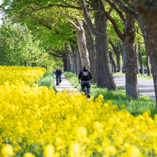 Das Bild zeigt ein gelbes Rapsfeld durch das ein Fahrradweg führt. 