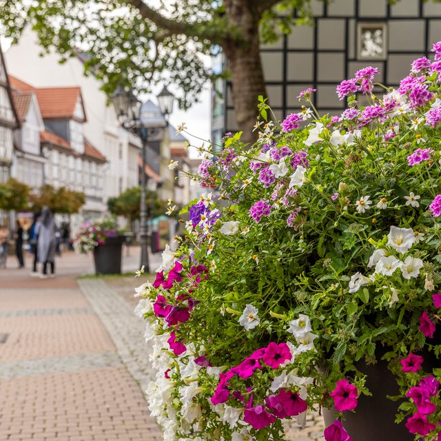 Das Bild zeigt bunte Blumen in der Peiner Innenstadt, vor der St. Jakobi Kirche. 