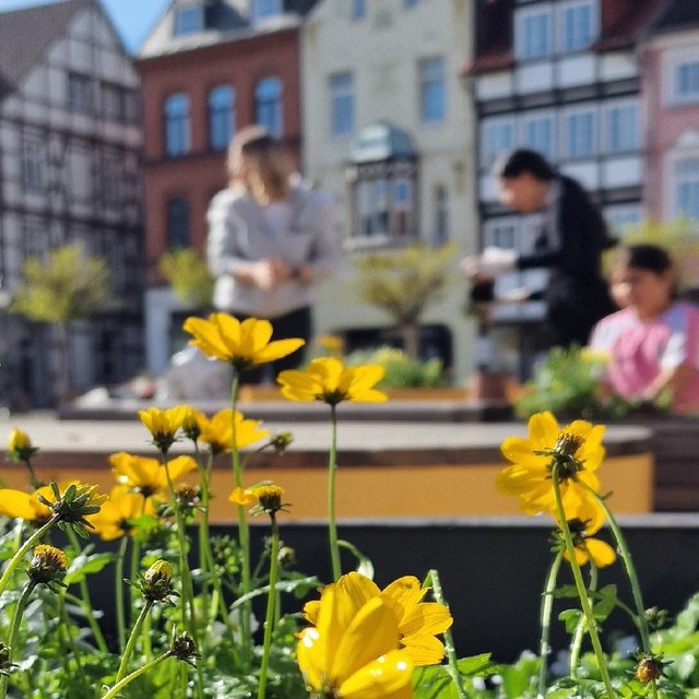 Nahaufnahme gelber Blumen in der bepflanzten StadtOase auf dem Historischen Marktplatz in Peine. Im unscharfen Hintergrund bepflanzen mehrere Jugendliche gemeinsam Hochbeete vor Fachwerkhäusern.