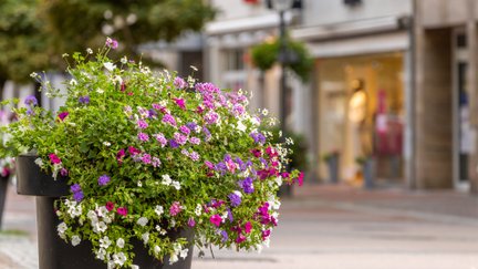 Farbenfroher Blumenschmuck in der Peiner Innenstadt mit bepflanztem Kübel vor Geschäften und urbaner Fußgängerzone