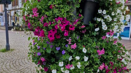 Das Bild zeigt einen bunten Blumenpod in der Innenstadt von Peine. 