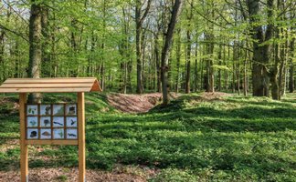 Informationsstation des Heimatkulturpfads Schmedenstedt in einem grünen Laubwald. Die hölzerne Schautafel zeigt heimische Tiere und Pflanzen, umgeben von dichtem Frühlingsgrün und hohen Bäumen im Südholz.