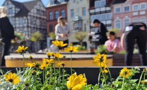 Nahaufnahme gelber Blumen in der bepflanzten StadtOase auf dem Historischen Marktplatz in Peine. Im unscharfen Hintergrund bepflanzen mehrere Jugendliche gemeinsam Hochbeete vor Fachwerkhäusern.