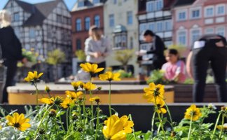 Nahaufnahme gelber Blumen in der bepflanzten StadtOase auf dem Historischen Marktplatz in Peine. Im unscharfen Hintergrund bepflanzen mehrere Jugendliche gemeinsam Hochbeete vor Fachwerkhäusern.