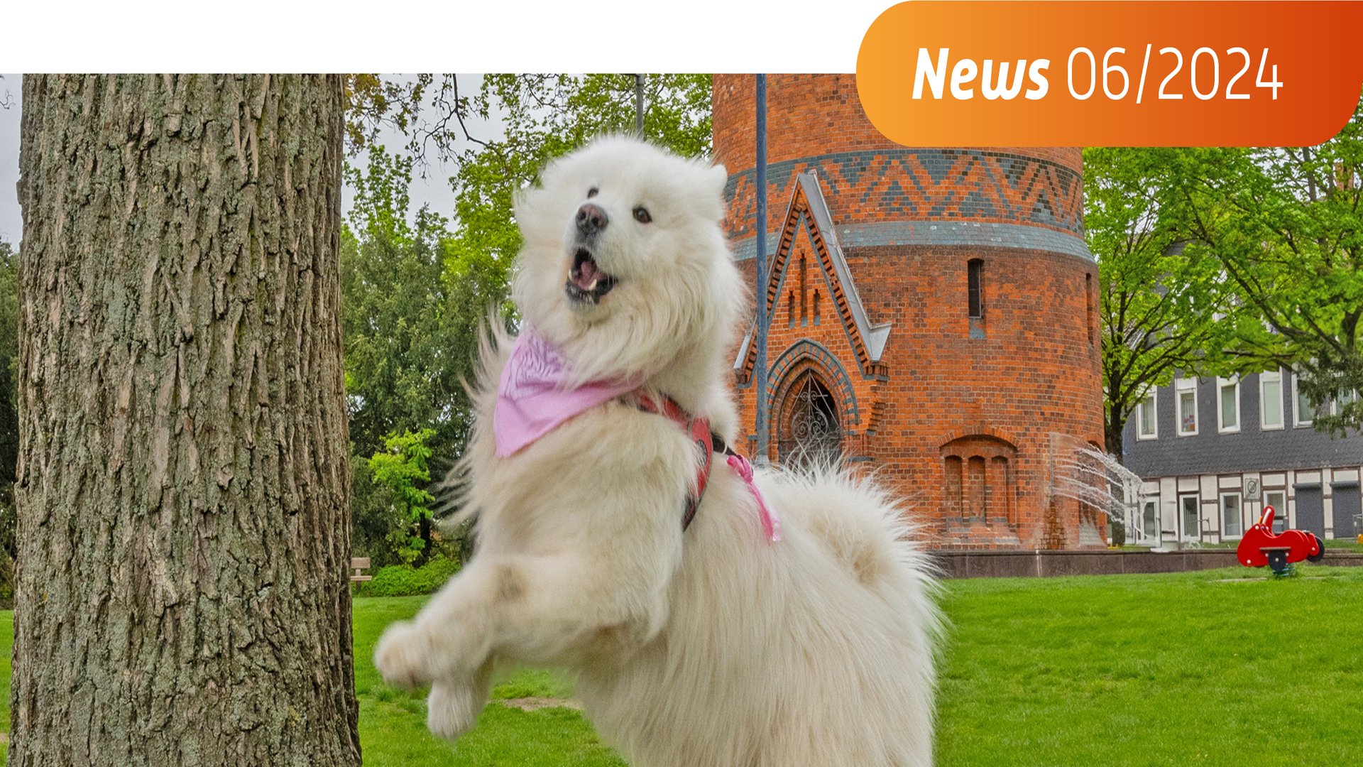 Das Bild zeigt einen Hund, der an einem Baumstamm hochspringt. 