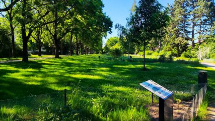 Das Bild zeigt eine Aufnahme des Arzneimittelgartens in Peine mit Rasenfläche und vielen Bäumen. 